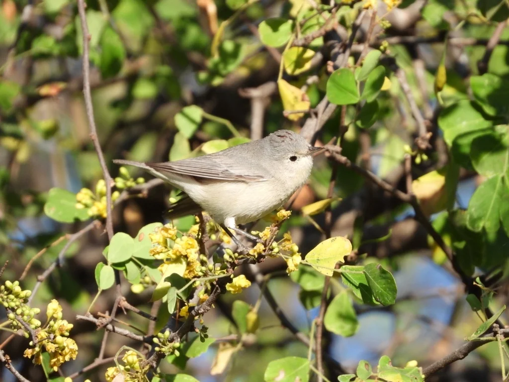 赤腰虫森莺(Leiothlypis luciae)