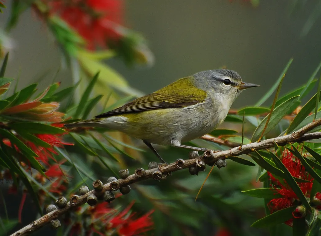 灰冠虫森莺(Leiothlypis peregrina)