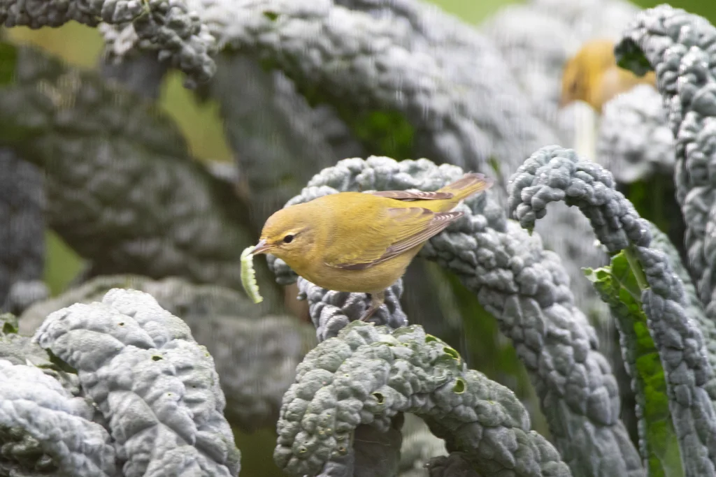灰冠虫森莺(Leiothlypis peregrina)