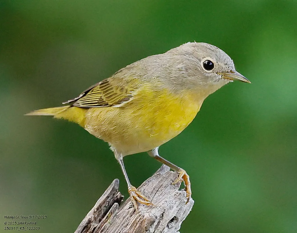 黄喉虫森莺(Leiothlypis ruficapilla)
