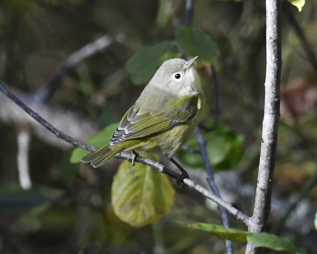 黄喉虫森莺(Leiothlypis ruficapilla)