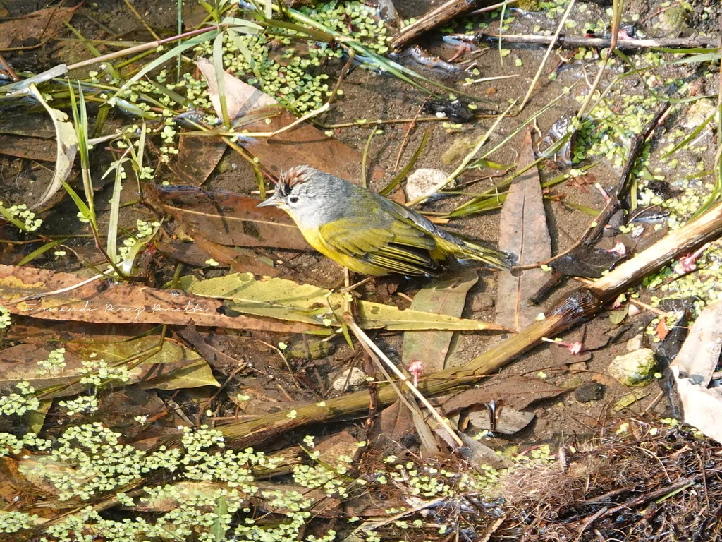 黄喉虫森莺(Leiothlypis ruficapilla)