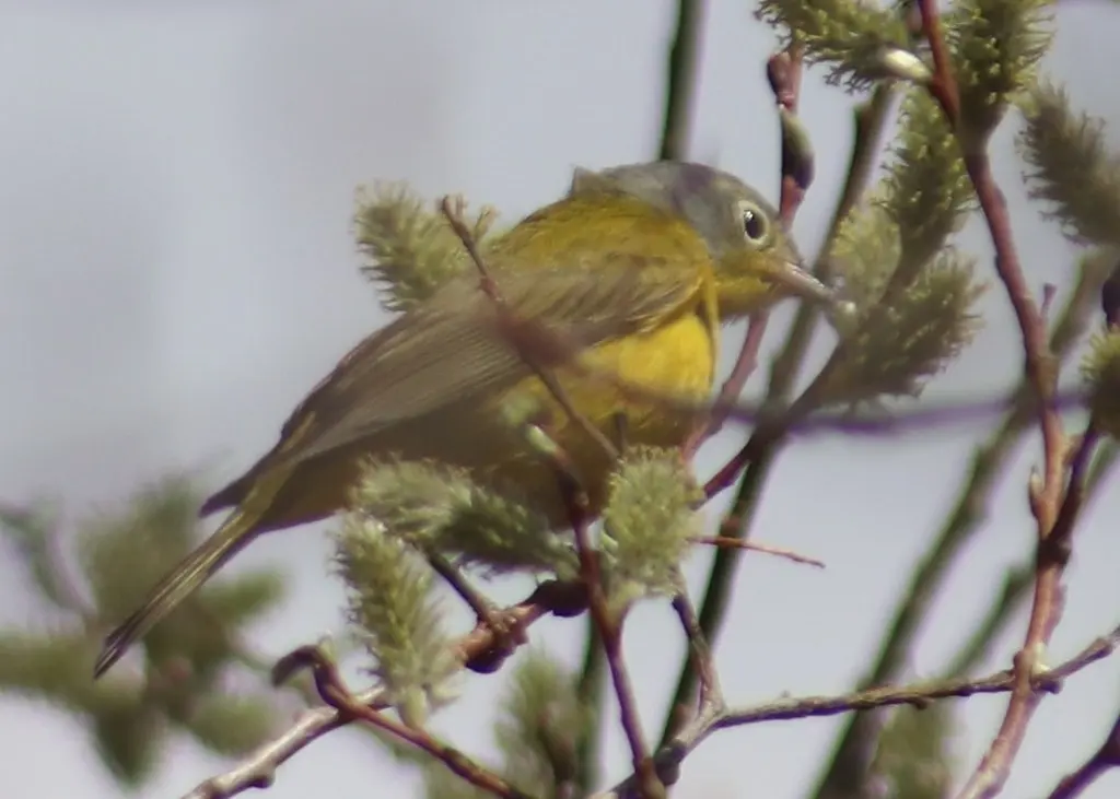 黄喉虫森莺(Leiothlypis ruficapilla)