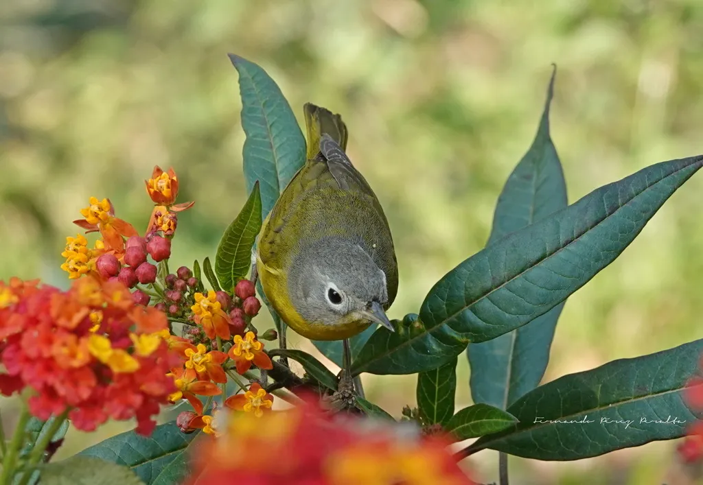 黄喉虫森莺(Leiothlypis ruficapilla)