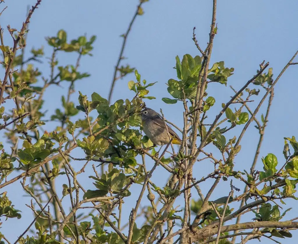 黄胸虫森莺(Leiothlypis virginiae)