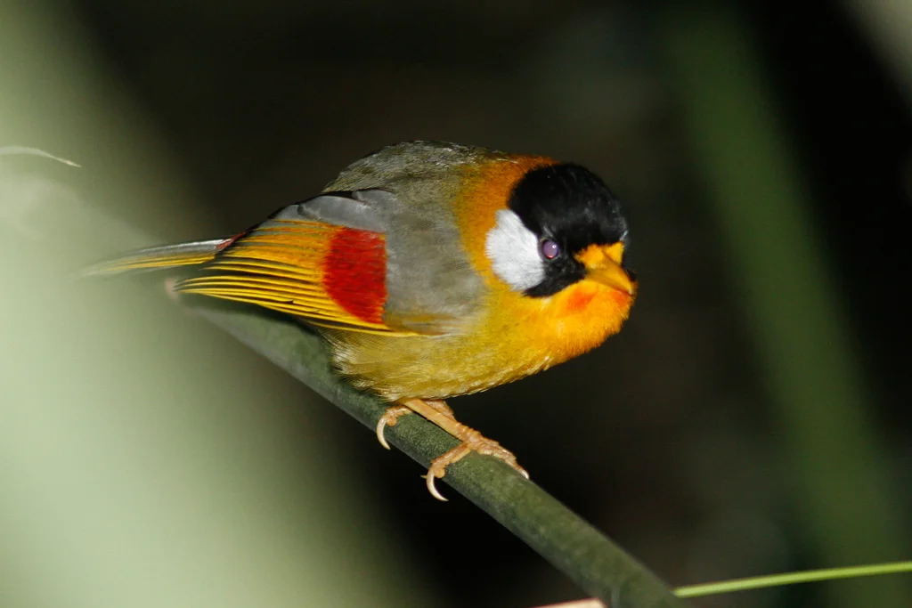 银耳相思鸟(Leiothrix argentauris)