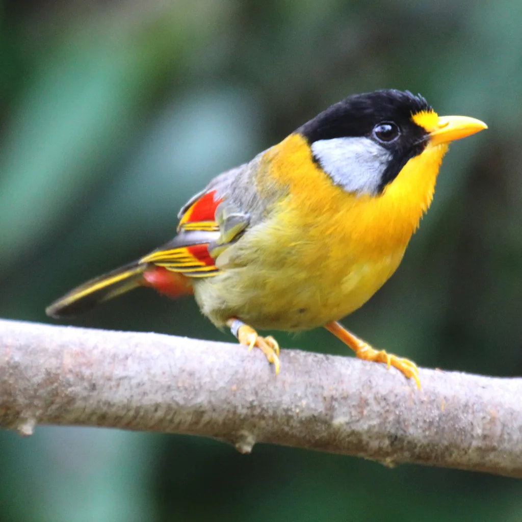 银耳相思鸟(Leiothrix argentauris)