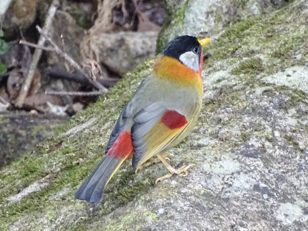 银耳相思鸟(Leiothrix argentauris)