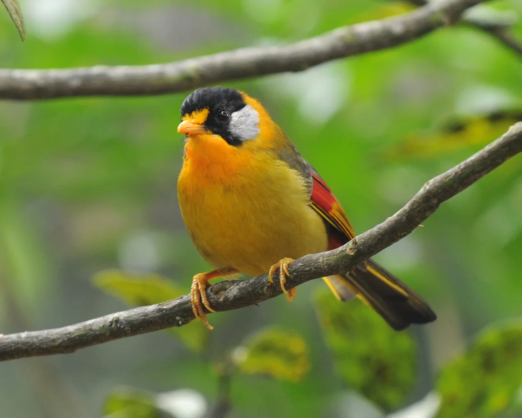 银耳相思鸟(Leiothrix argentauris)