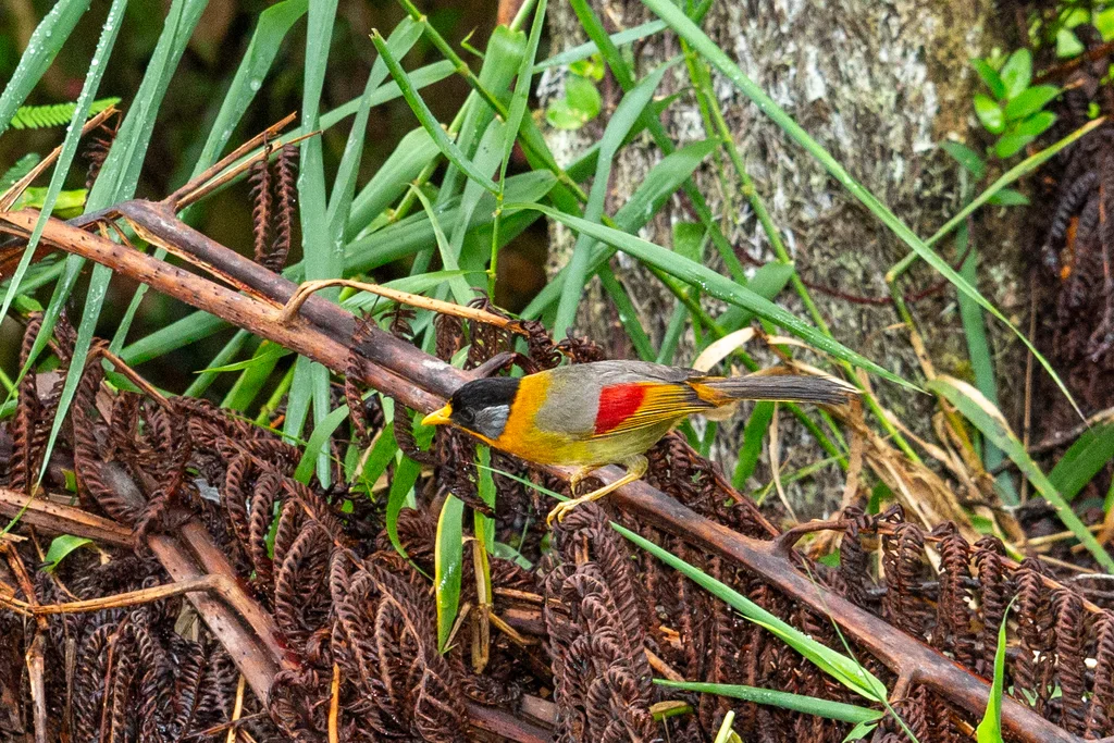 银耳相思鸟(Leiothrix argentauris)