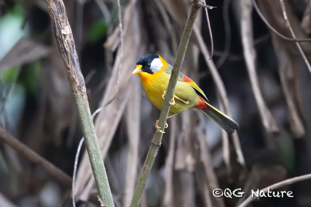 银耳相思鸟(Leiothrix argentauris)