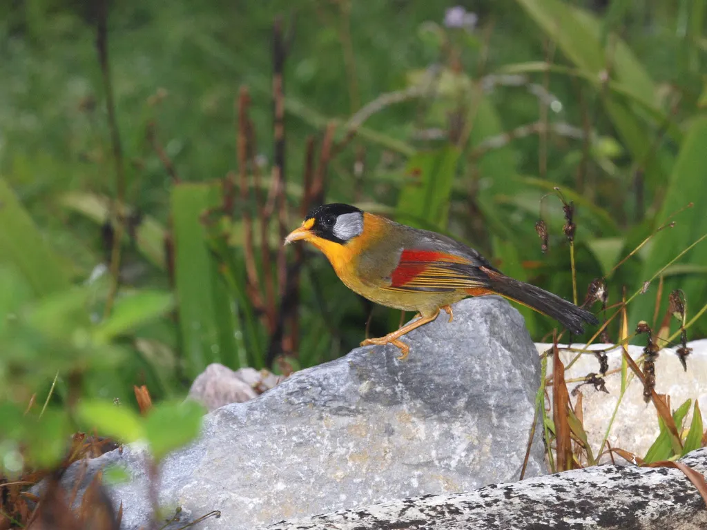 银耳相思鸟(Leiothrix argentauris)