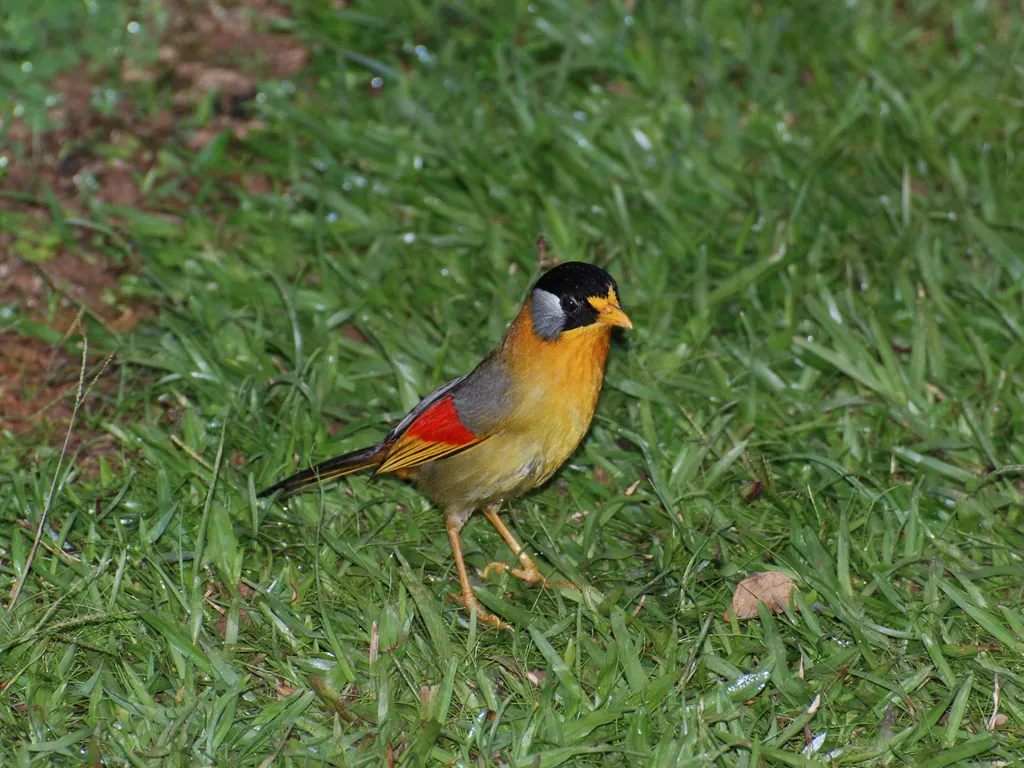 银耳相思鸟(Leiothrix argentauris)