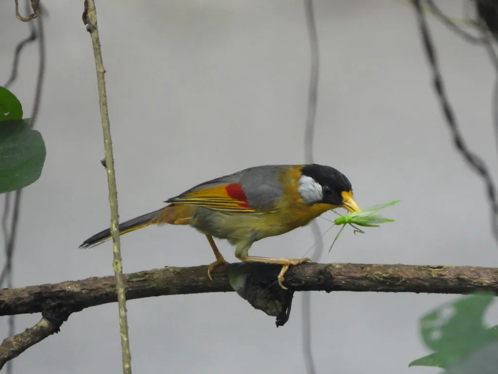银耳相思鸟(Leiothrix argentauris)