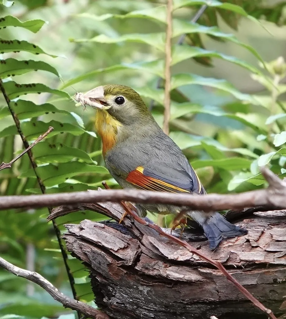 红嘴相思鸟(Leiothrix lutea)