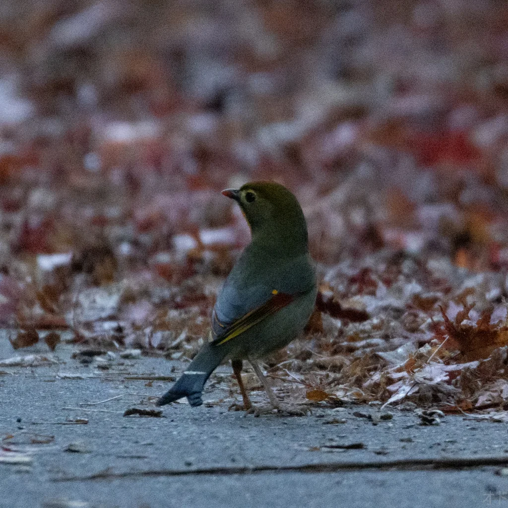 红嘴相思鸟(Leiothrix lutea)