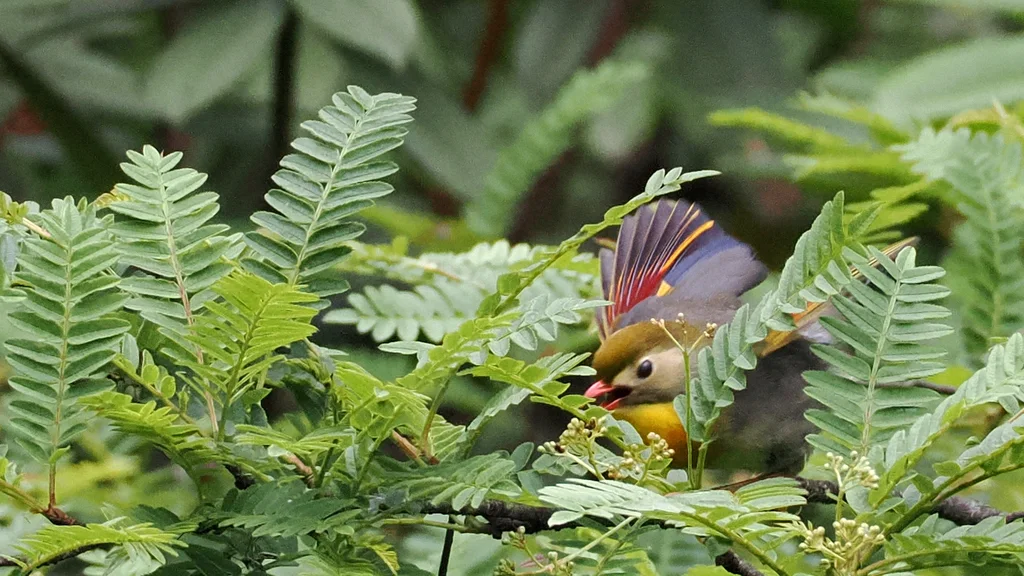 红嘴相思鸟(Leiothrix lutea)