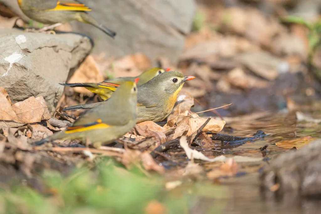 红嘴相思鸟(Leiothrix lutea)