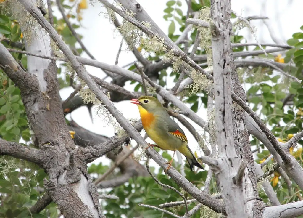 红嘴相思鸟(Leiothrix lutea)