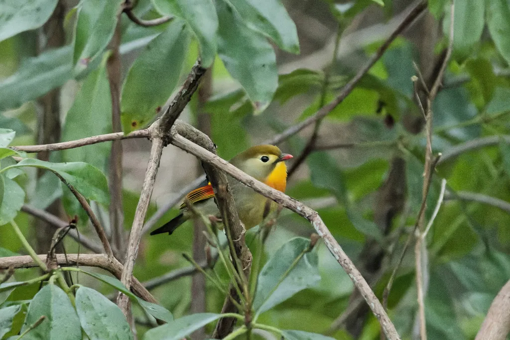 红嘴相思鸟(Leiothrix lutea)