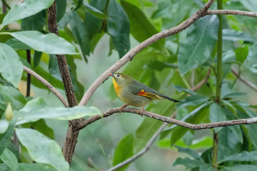 红嘴相思鸟(Leiothrix lutea)