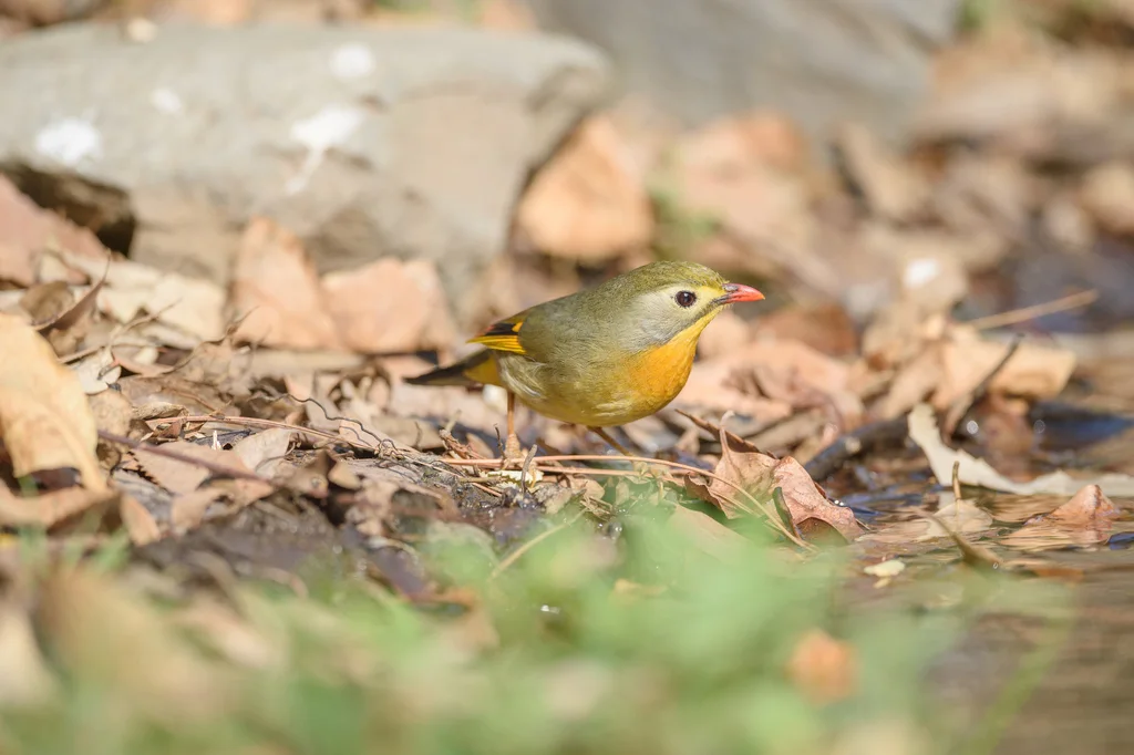 红嘴相思鸟(Leiothrix lutea)
