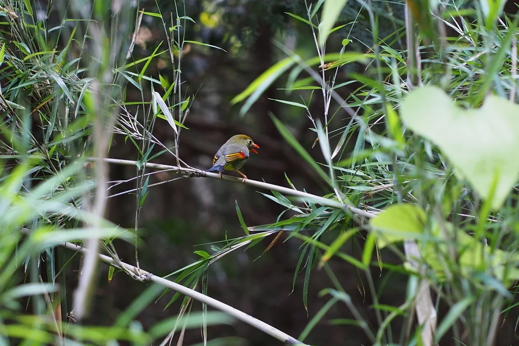 红嘴相思鸟(Leiothrix lutea)