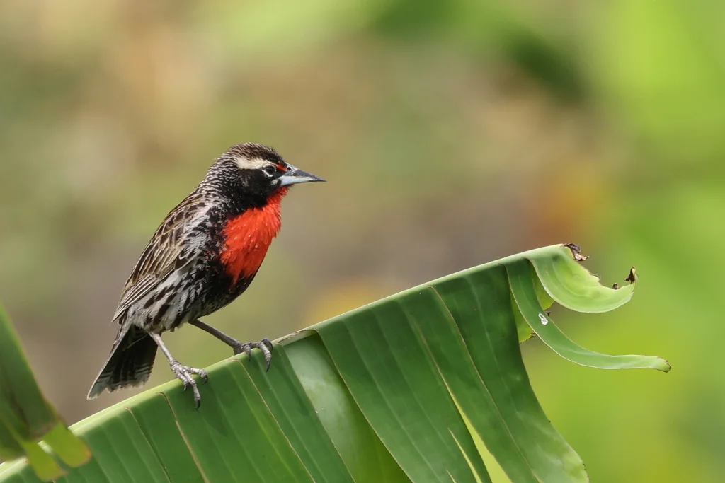 红胸草地鹨（Leistes bellicosus）