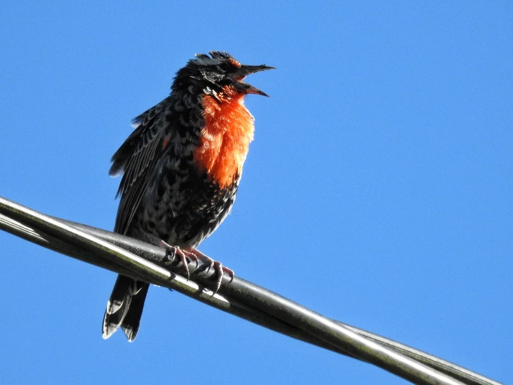 红胸草地鹨（Leistes bellicosus）