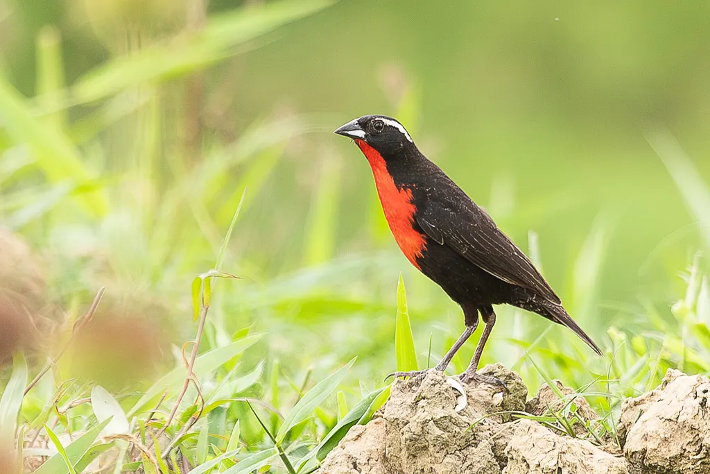 白眉草地鹨(Leistes superciliaris)