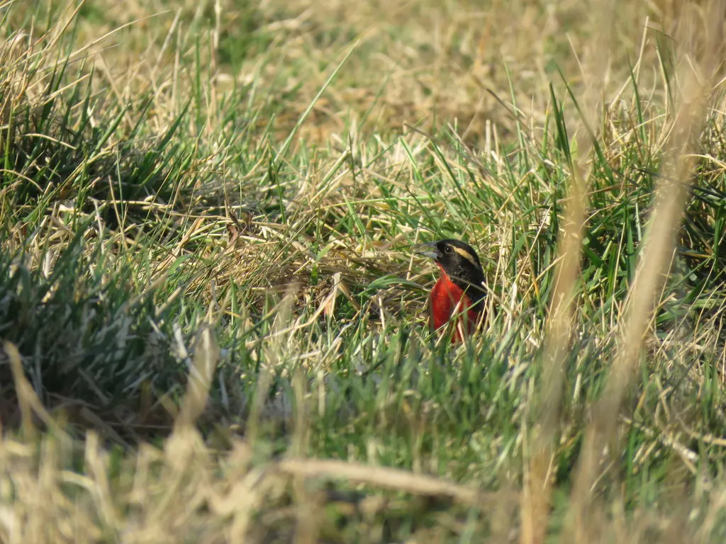 白眉草地鹨(Leistes superciliaris)