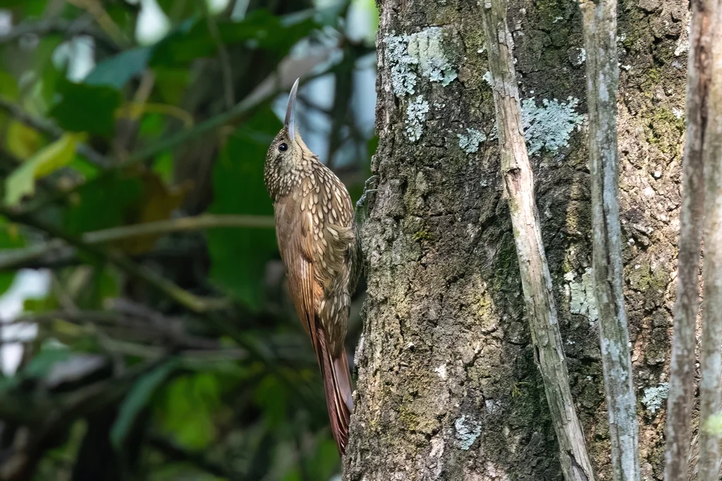 斑顶䴕雀(Lepidocolaptes affinis)