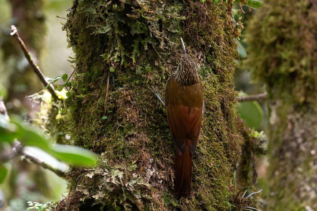 斑顶䴕雀(Lepidocolaptes affinis)