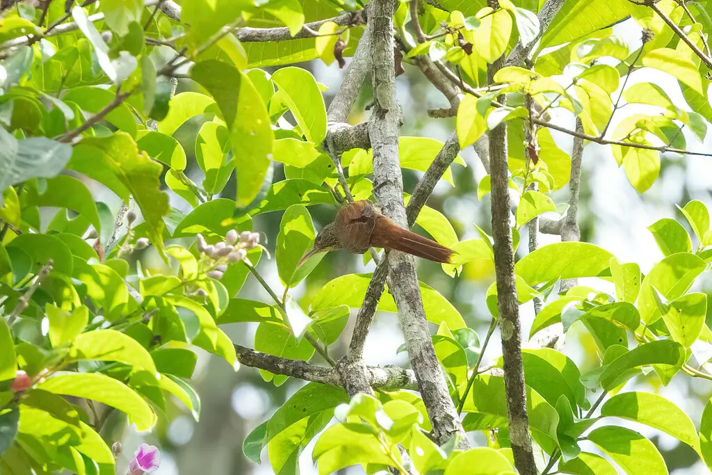 线纹䴕雀(Lepidocolaptes albolineatus)