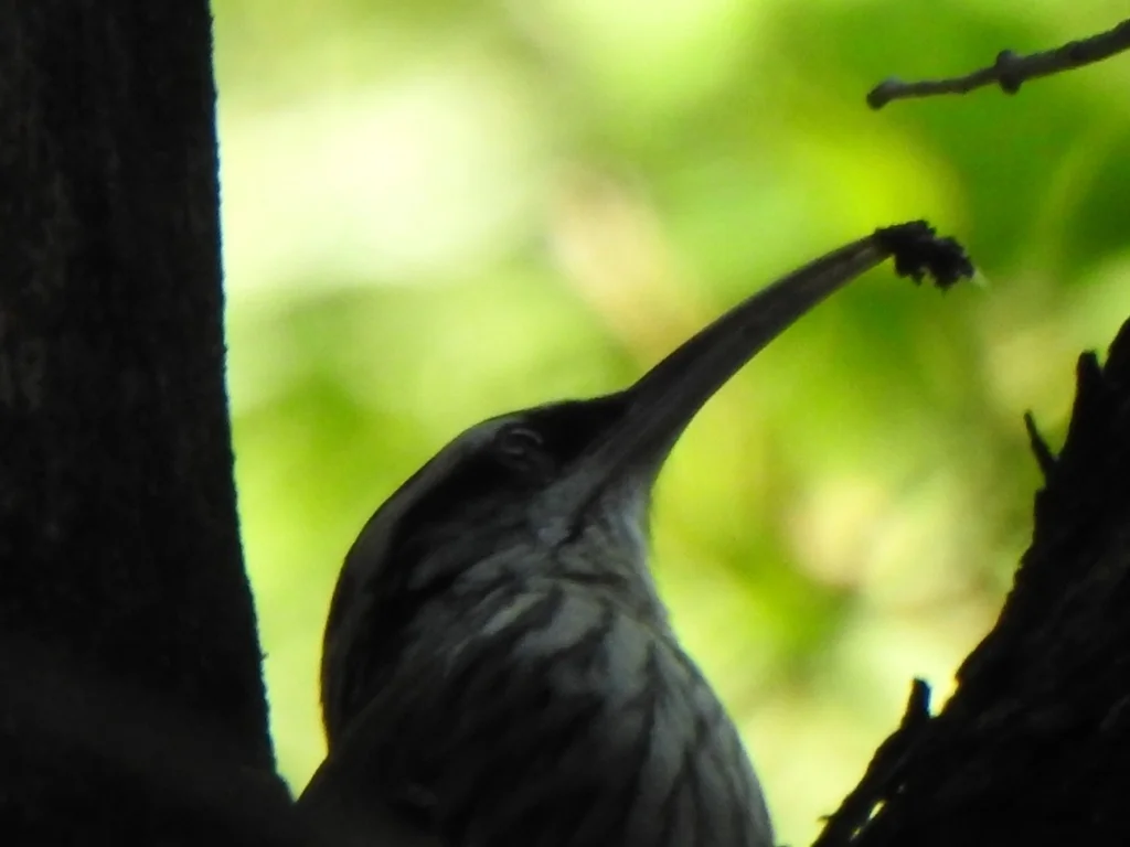 窄嘴䴕雀(Lepidocolaptes angustirostris)