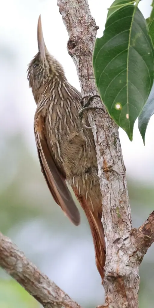 杜山䴕雀(Lepidocolaptes duidae)