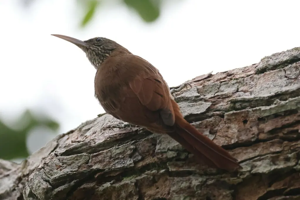 杜山䴕雀(Lepidocolaptes duidae)