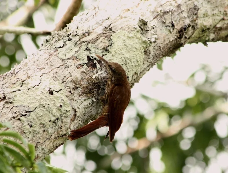 杜山䴕雀(Lepidocolaptes duidae)