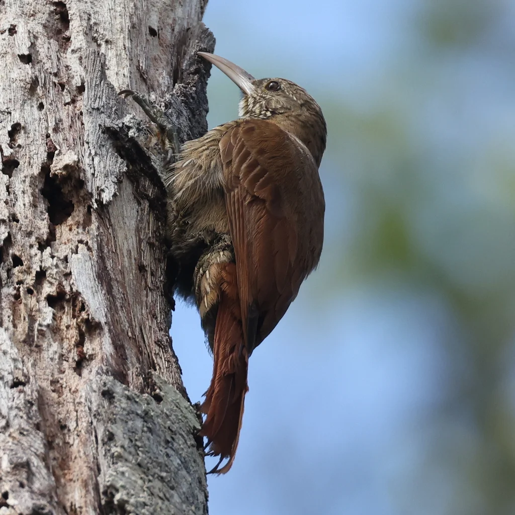 杜山䴕雀(Lepidocolaptes duidae)