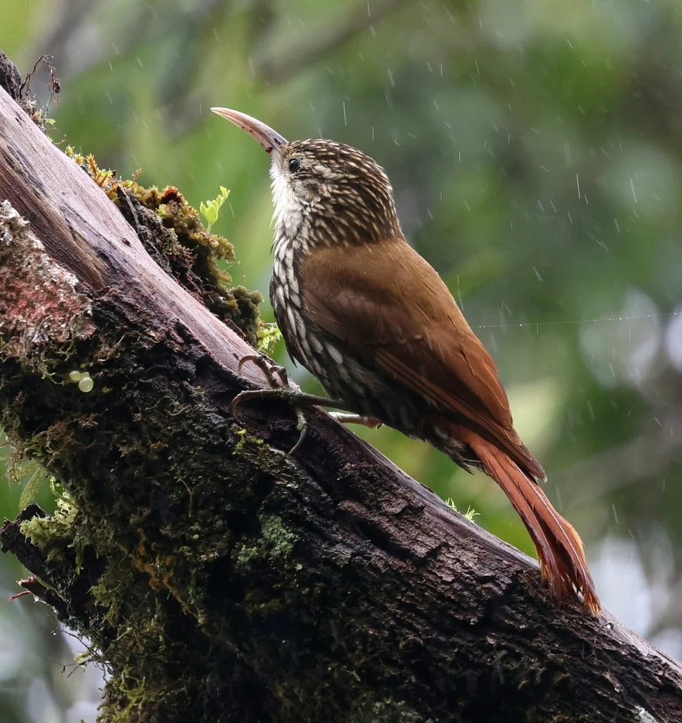 扇形䴕雀(Lepidocolaptes falcinellus)