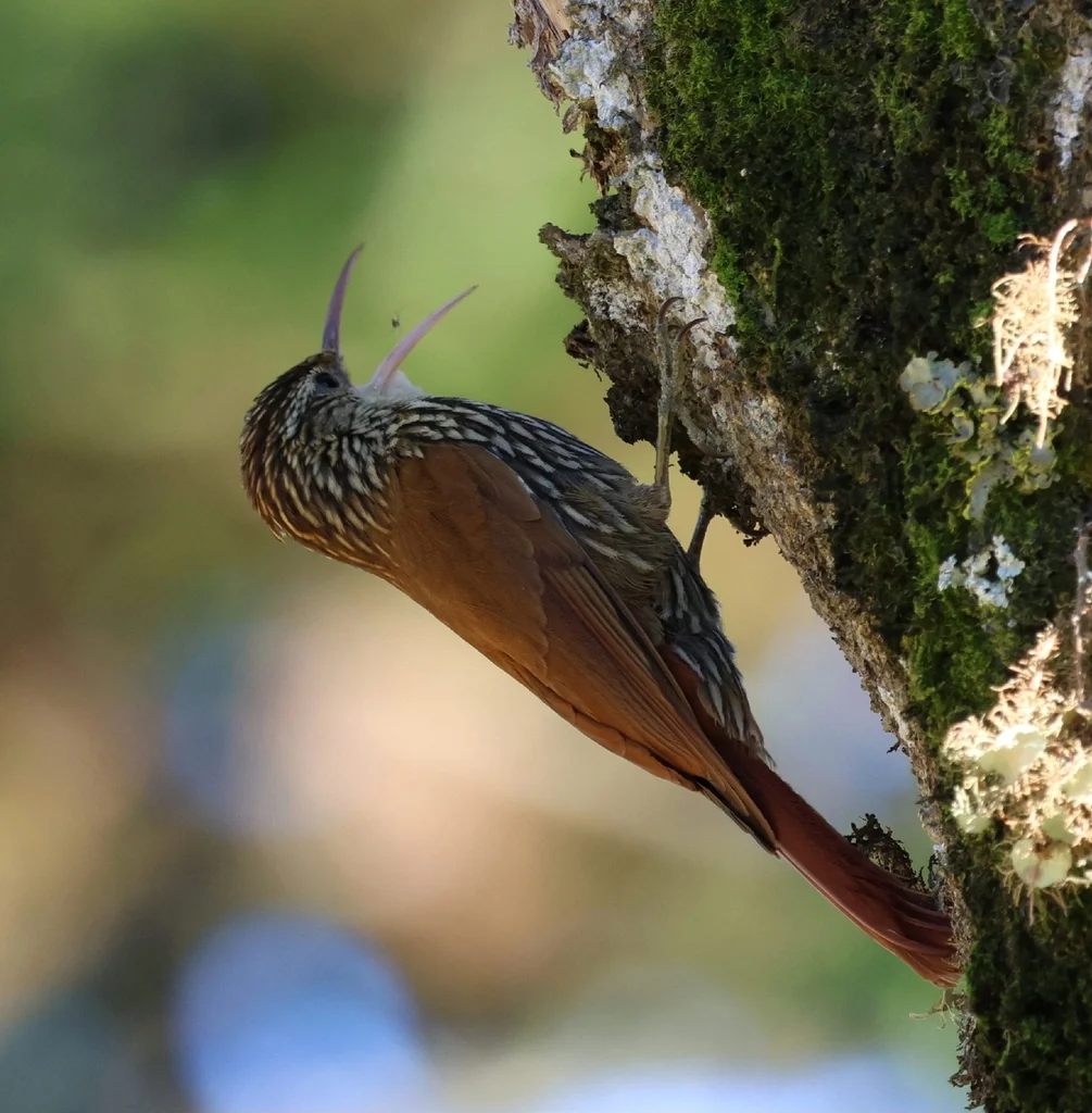扇形䴕雀(Lepidocolaptes falcinellus)