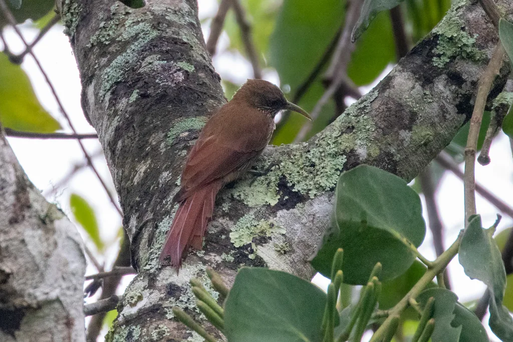 伊河䴕雀(Lepidocolaptes fatimalimae)