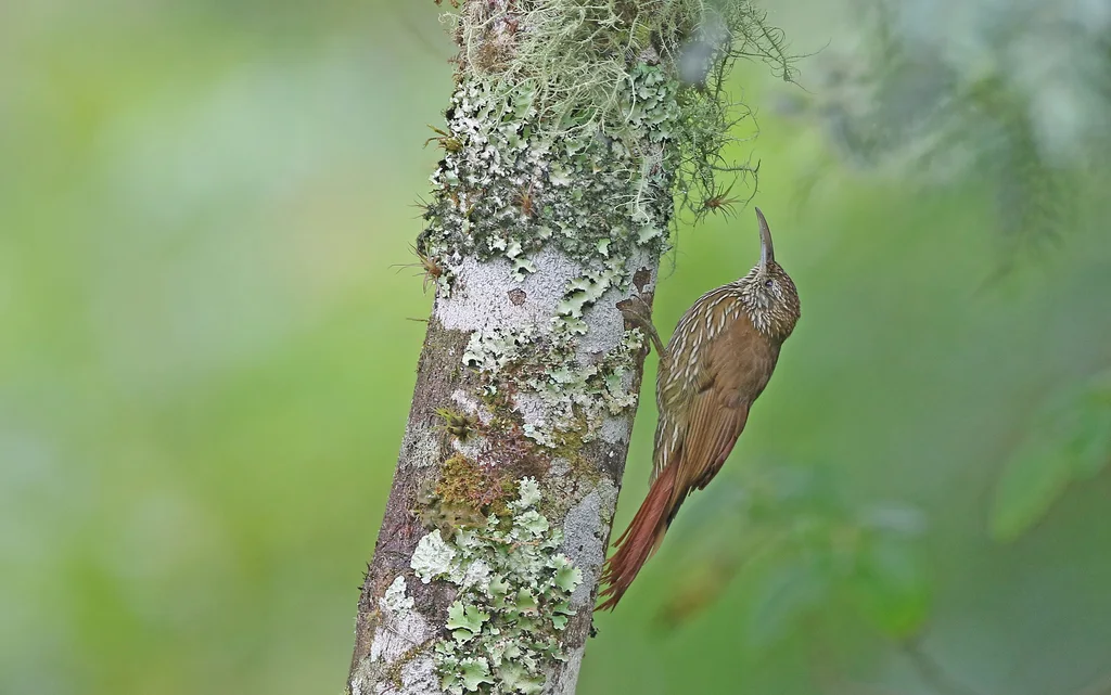 山䴕雀(Lepidocolaptes lacrymiger)