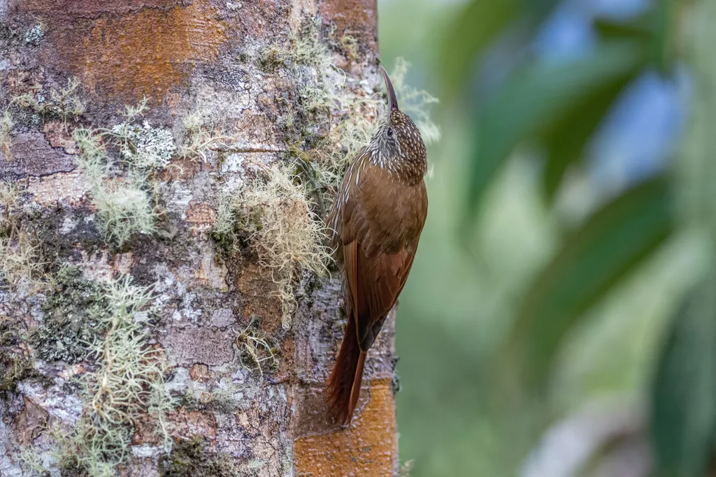 山䴕雀(Lepidocolaptes lacrymiger)