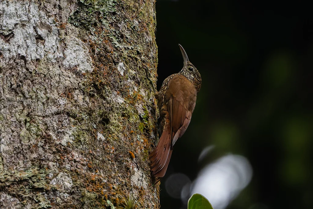 山䴕雀(Lepidocolaptes lacrymiger)
