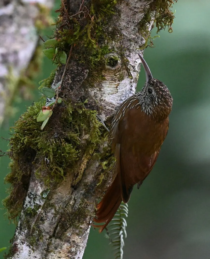 山䴕雀(Lepidocolaptes lacrymiger)