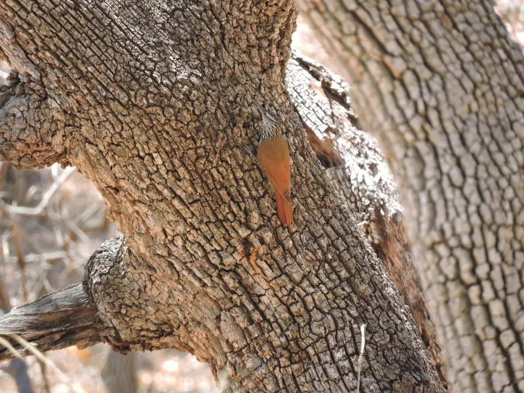 白纹䴕雀(Lepidocolaptes leucogaster)