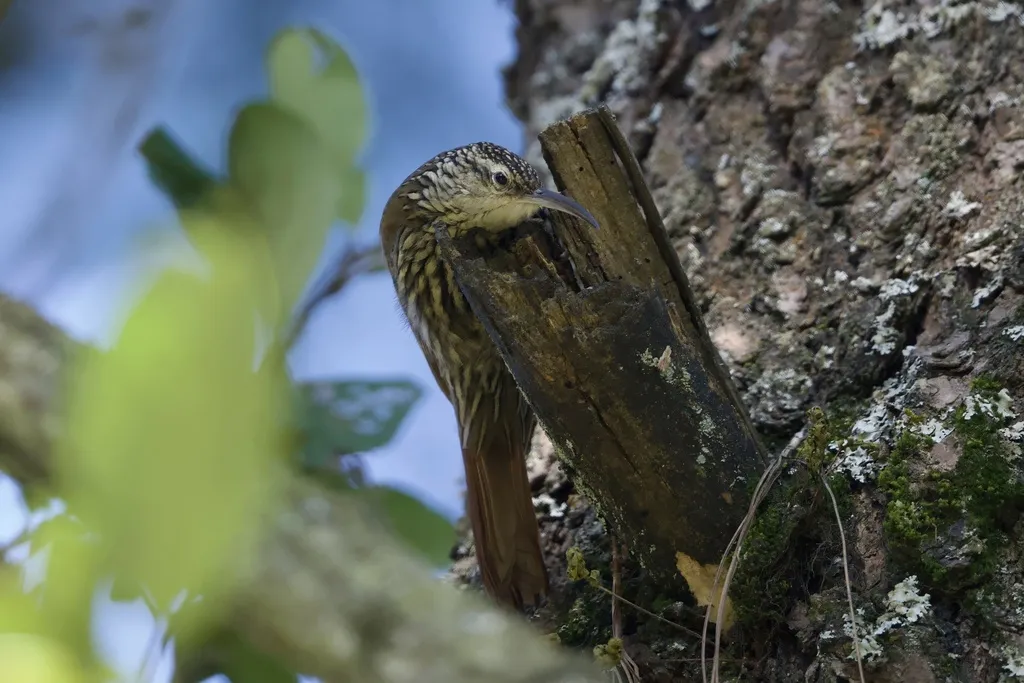白纹䴕雀(Lepidocolaptes leucogaster)