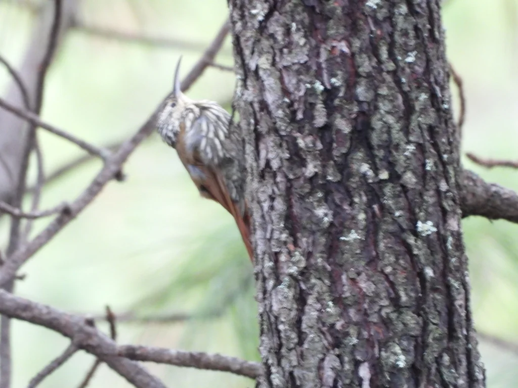 白纹䴕雀(Lepidocolaptes leucogaster)