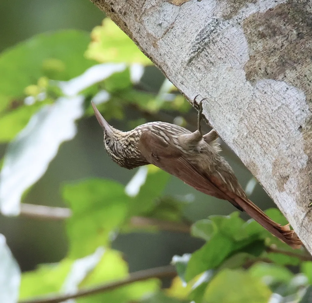 纹头䴕雀(Lepidocolaptes souleyetii)